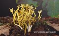 Clavulinopsis corniculata-amf400